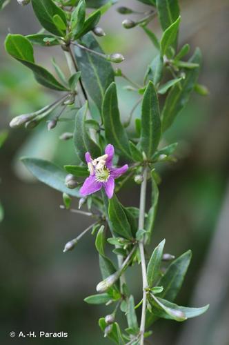 <i>Lycium barbarum</i> L., 1753 © A.-H. Paradis