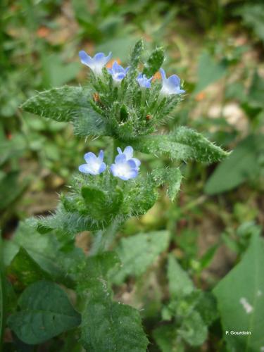 <i>Lycopsis arvensis</i> L., 1753 © P. Gourdain