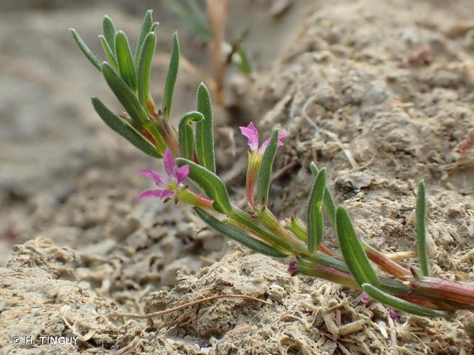 <i>Lythrum hyssopifolia</i> L., 1753 © H. TINGUY