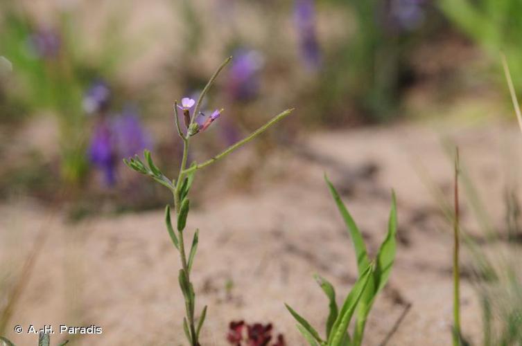 <i>Malcolmia ramosissima</i> (Desf.) Gennari, 1878 © A.-H. Paradis