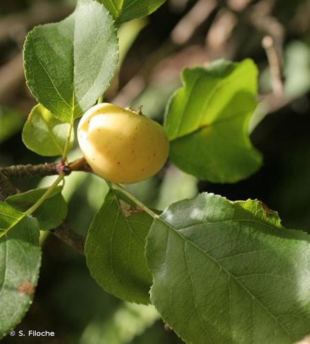 <i>Malus sylvestris</i> (L.) Mill., 1768 © S. Filoche