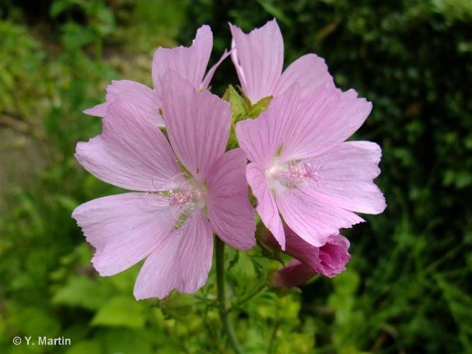 <i>Malva moschata</i> L., 1753 © 