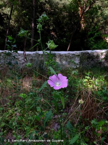 <i>Malva punctata</i> (L.) Alef., 1862 © S. Sant/Parc Amazonien de Guyane