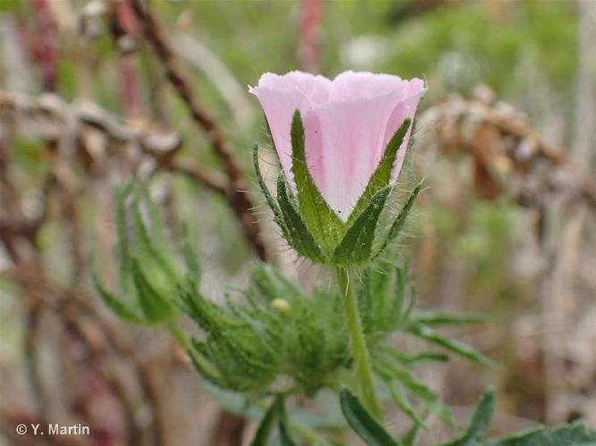 <i>Malva setigera</i> K.F.Schimp. & Spenn., 1829 © 