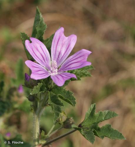 <i>Malva sylvestris</i> L., 1753 © S. Filoche