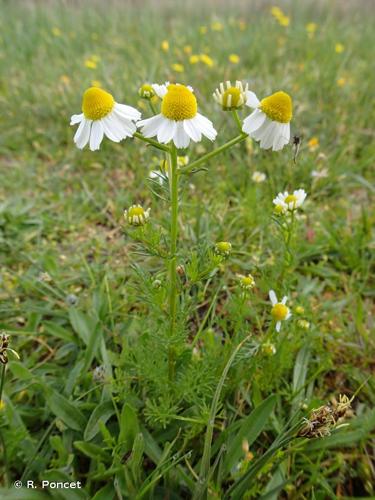 <i>Matricaria chamomilla</i> L., 1753 © R. Poncet