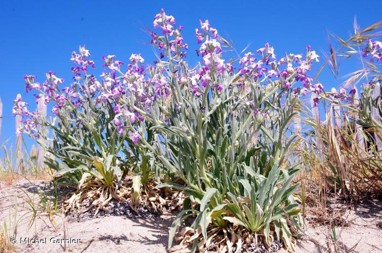 <i>Matthiola sinuata</i> (L.) W.T.Aiton, 1812 © Michel Garnier