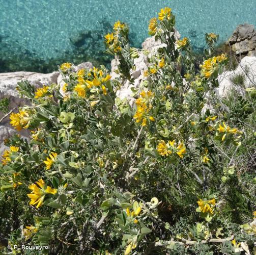 <i>Medicago arborea</i> L., 1753 © P. Rouveyrol