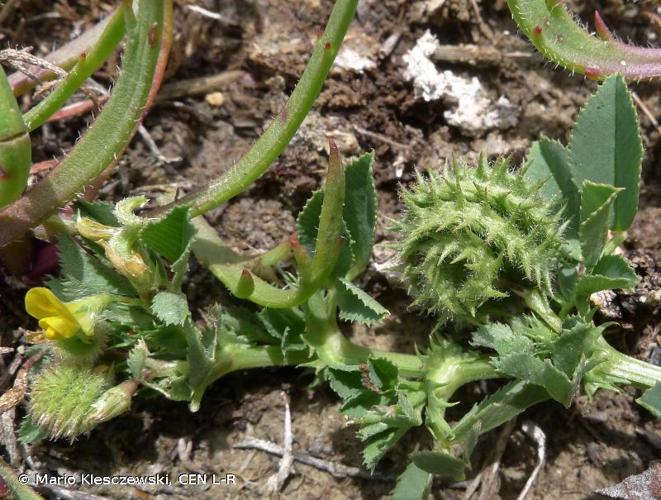 <i>Medicago ciliaris</i> (L.) All., 1785 © Mario Klesczewski, CEN L-R