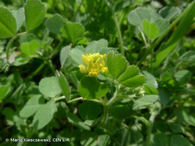 <i>Medicago coronata</i> (L.) Bartal., 1776 © Mario Klesczewski, CEN L-R