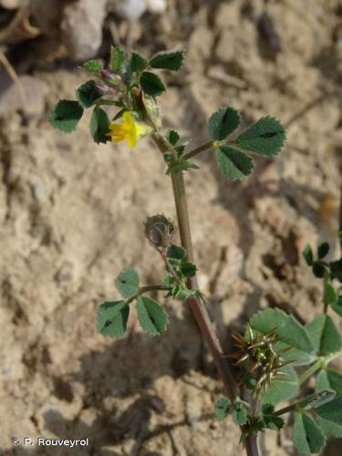 <i>Medicago littoralis</i> Rohde ex Loisel., 1810 © P. Rouveyrol