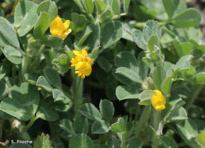 <i>Medicago minima</i> (L.) L., 1754 © S. Filoche