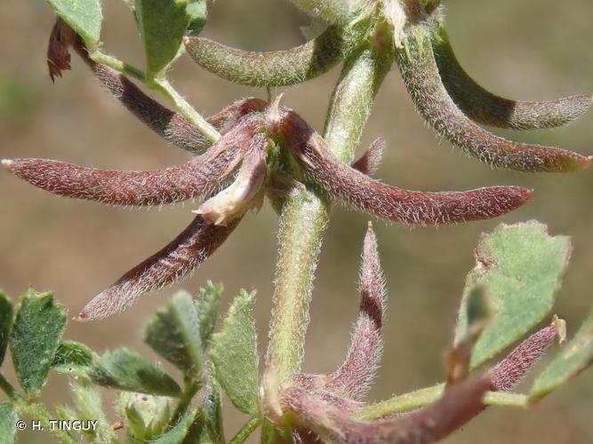 <i>Medicago monspeliaca</i> (L.) Trautv., 1841 © H. TINGUY