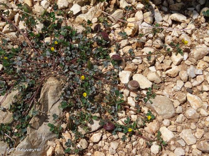 <i>Medicago orbicularis</i> (L.) Bartal., 1776 © P. Rouveyrol