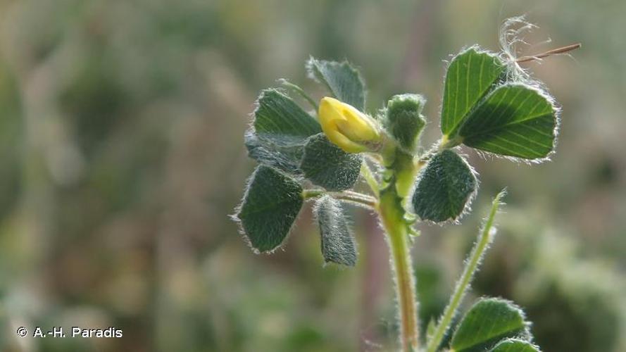 <i>Medicago rigidula</i> (L.) All., 1785 © A.-H. Paradis