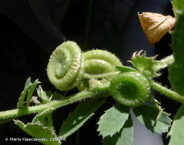 <i>Medicago rugosa</i> Desr., 1792 © Mario Klesczewski, CEN L-R