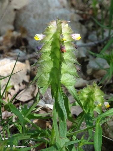 <i>Melampyrum cristatum</i> L., 1753 © P. Rouveyrol