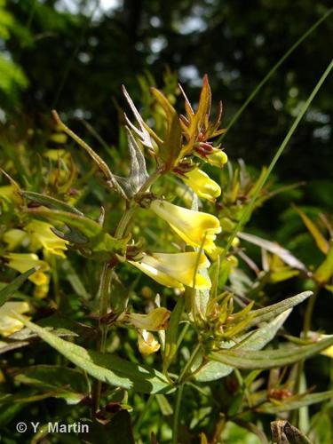 <i>Melampyrum pratense</i> L., 1753 © 