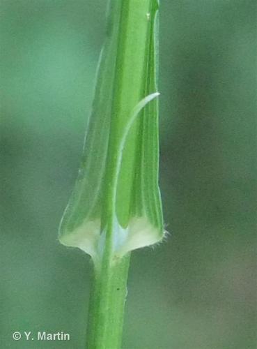 <i>Melica uniflora</i> Retz., 1779 © 