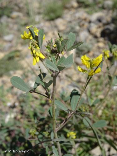 <i>Melilotus spicatus</i> (Sm.) Breistr., 1956 © P. Rouveyrol