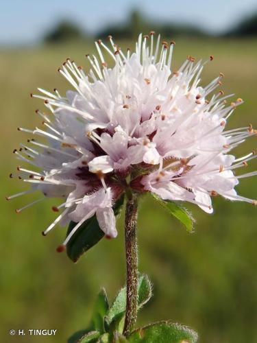 <i>Mentha aquatica</i> L., 1753 © H. TINGUY