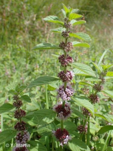 <i>Mentha arvensis</i> L., 1753 © 