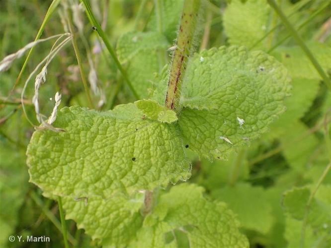 <i>Mentha suaveolens</i> Ehrh., 1792 © 