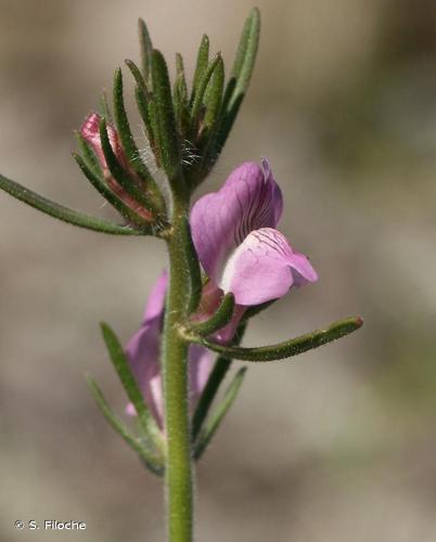 <i>Misopates orontium</i> (L.) Raf., 1840 © S. Filoche