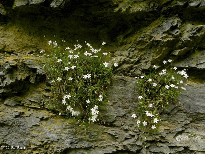 <i>Moehringia lebrunii</i> Merxm., 1965 © S. Sant