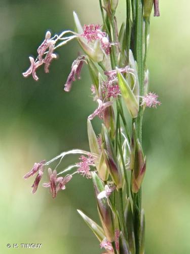 <i>Molinia caerulea</i> (L.) Moench, 1794 © H. TINGUY