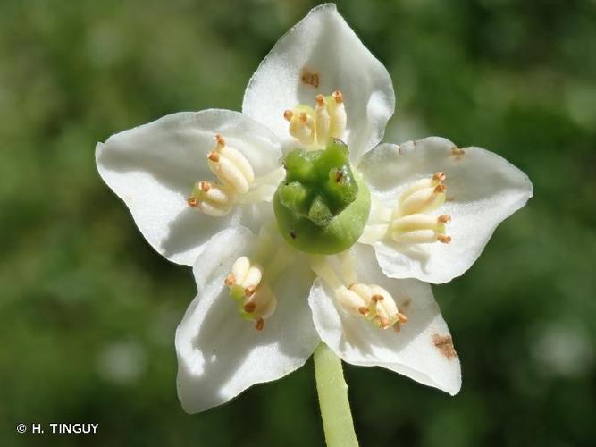 <i>Moneses uniflora</i> (L.) A.Gray, 1848 © H. TINGUY