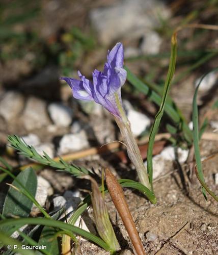 <i>Moraea sisyrinchium</i> (L.) Ker Gawl., 1805 © P. Gourdain