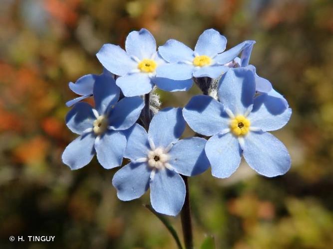 <i>Myosotis alpestris</i> F.W.Schmidt, 1794 © H. TINGUY