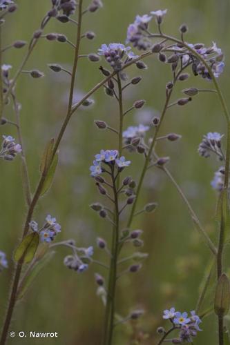 <i>Myosotis arvensis</i> (L.) Hill, 1764 © O. Nawrot