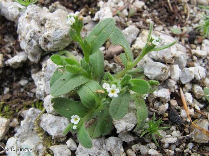 <i>Myosotis pusilla</i> Loisel., 1809 © H. Tinguy