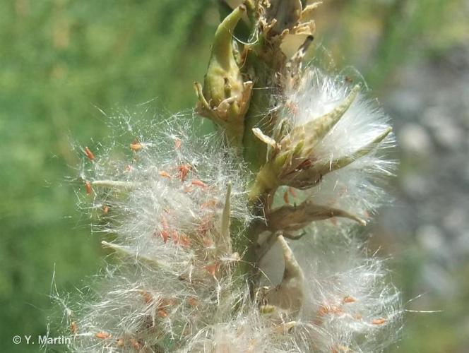 <i>Myricaria germanica</i> (L.) Desv., 1824 © 