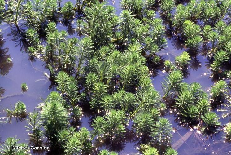 <i>Myriophyllum aquaticum</i> (Vell.) Verdc., 1973 © Michel Garnier