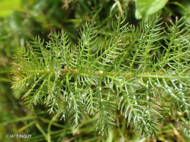 <i>Myriophyllum verticillatum</i> L., 1753 © H. TINGUY