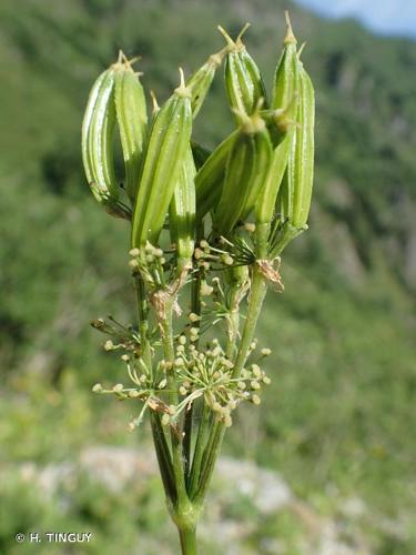 <i>Myrrhis odorata</i> (L.) Scop., 1771 © H. TINGUY