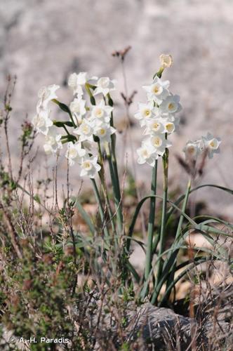 <i>Narcissus dubius</i> Gouan, 1773 © A.-H. Paradis