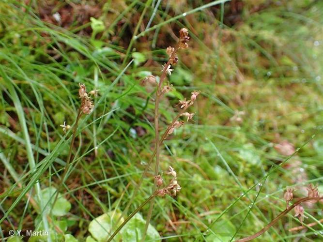 <i>Neottia cordata</i> (L.) Rich., 1817 © 