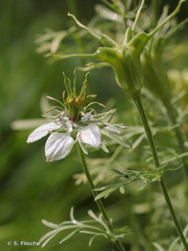 <i>Nigella arvensis</i> L., 1753 © S. Filoche