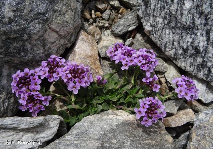 <i>Noccaea corymbosa</i> (J.Gay) F.K.Mey., 1973 © P. Rouveyrol