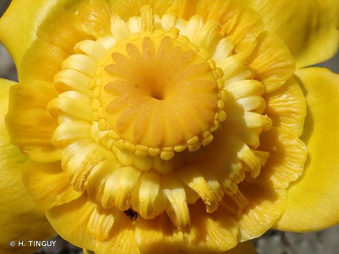 <i>Nuphar lutea</i> (L.) Sm., 1809 © H. TINGUY