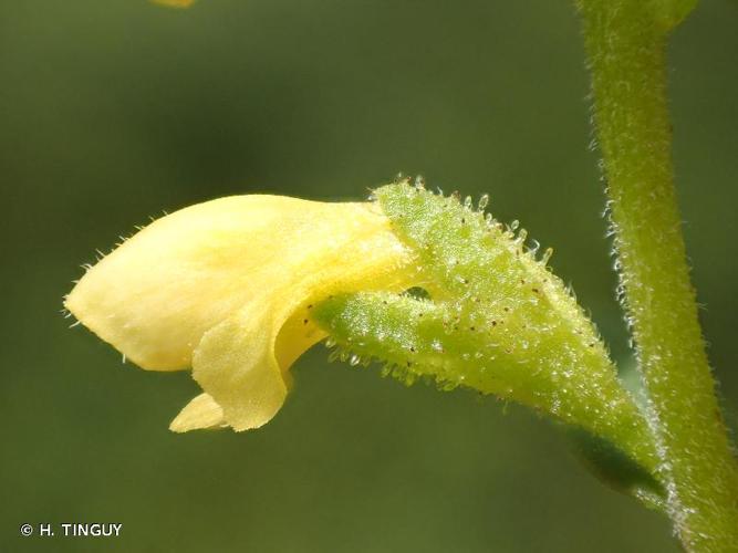 <i>Odontites viscosus</i> (L.) Clairv., 1811 © H. TINGUY