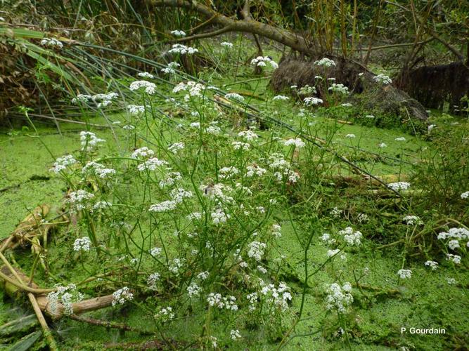 <i>Oenanthe aquatica</i> (L.) Poir., 1798 © P. Gourdain