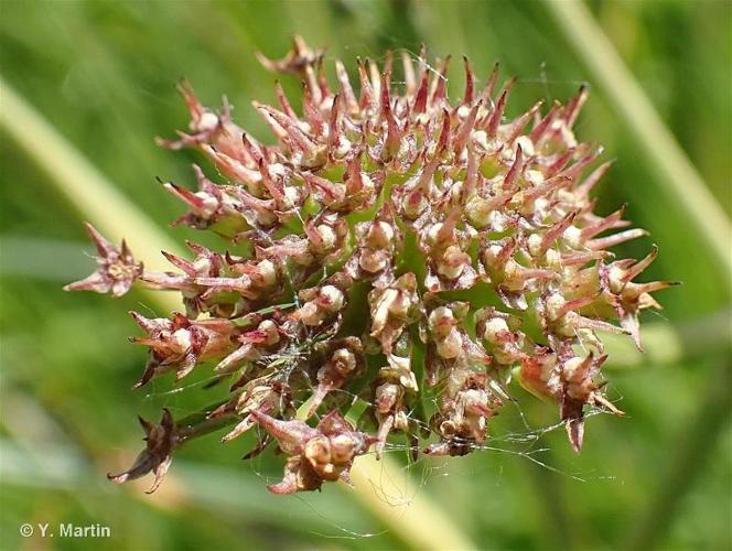 <i>Oenanthe silaifolia</i> M.Bieb., 1819 © 