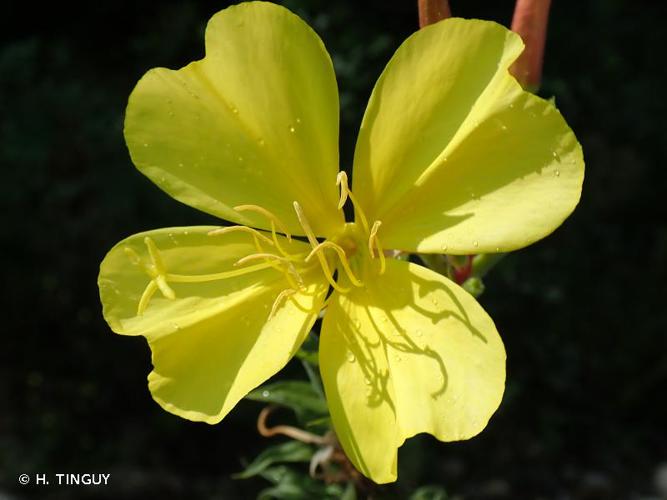 <i>Oenothera glazioviana</i> Micheli, 1875 © H. TINGUY