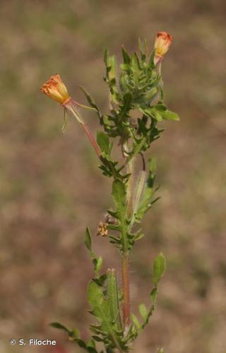 <i>Oenothera laciniata</i> Hill, 1768 © S. Filoche