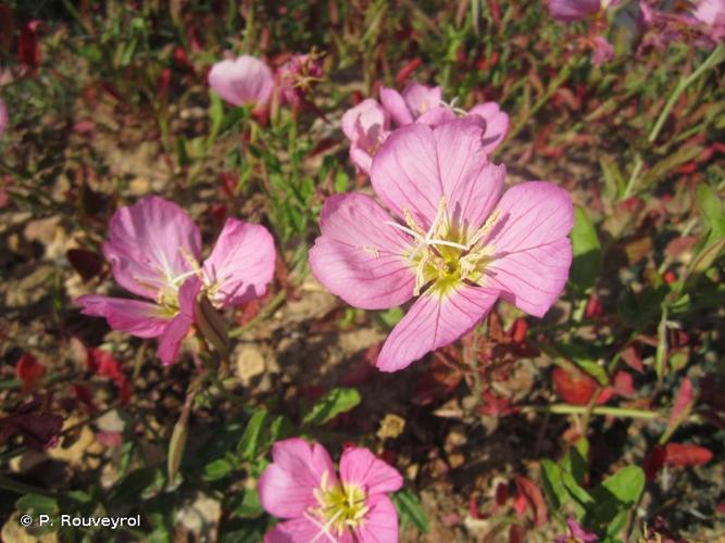 <i>Oenothera rosea</i> L'Hér. ex Aiton, 1789 © P. Rouveyrol